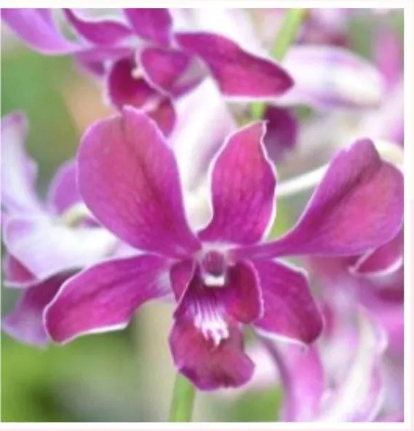 Dendrobium_hirochi_(medium_size)